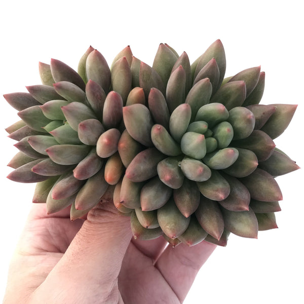 Pachyphytum 'Orange Light' 5" Double-Headed Cluster Succulent Plant