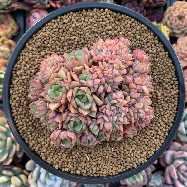 Echeveria 'Ramillette' Crested 4" Succulent Plant