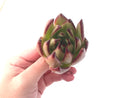 Echeveria Agavoides 'Ebony' Hybrid 3"-4" Succulent Plant