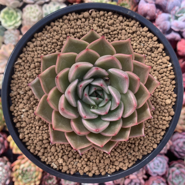 Echeveria sp. 4"-5" Succulent Plant