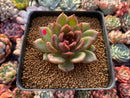 Echeveria Agavoides 'Black Queen' 2"-3" Succulent Plant