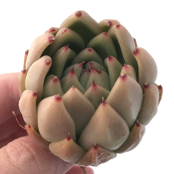 Echeveria Agavoides 'Wax' 2" Succulent Plant