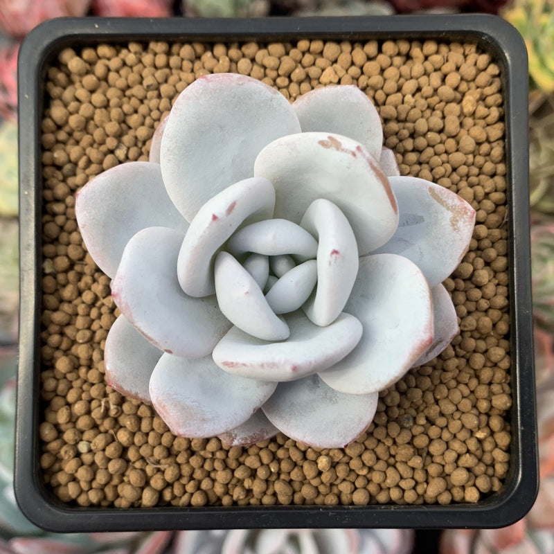 Echeveria 'Laui' 2" Powdery Succulent Plant