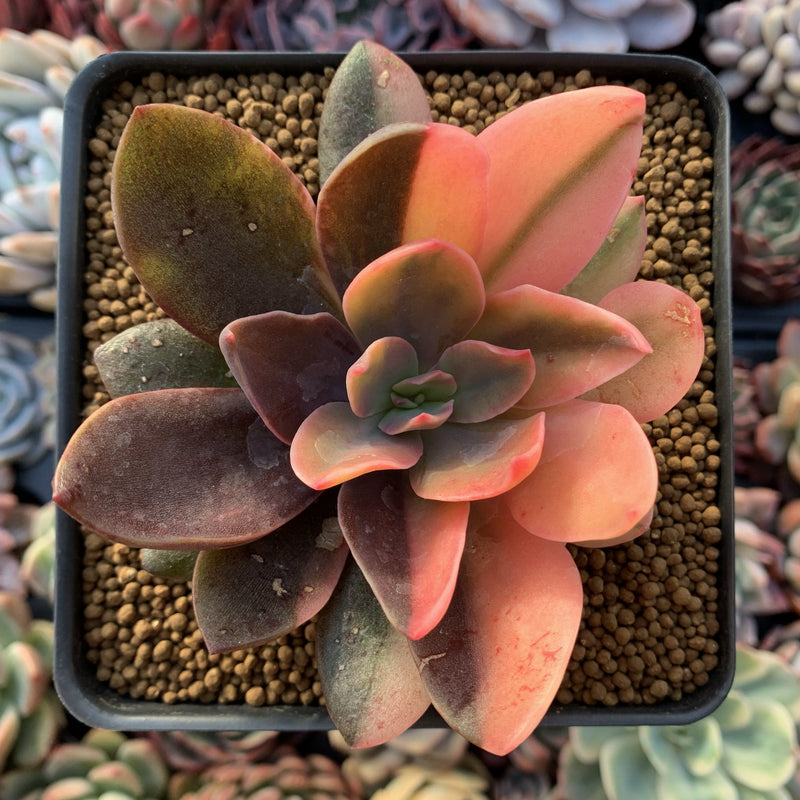 Echeveria 'Hanaikada' Variegated 3" Succulent Plant