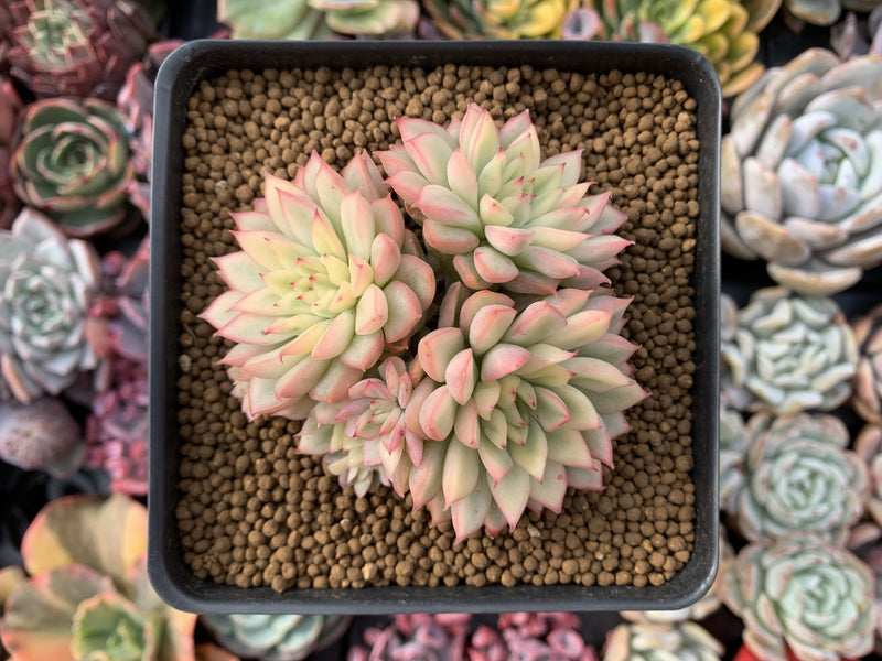 Echeveria 'Mebina' Variegated 4" Cluster Succulent Plant