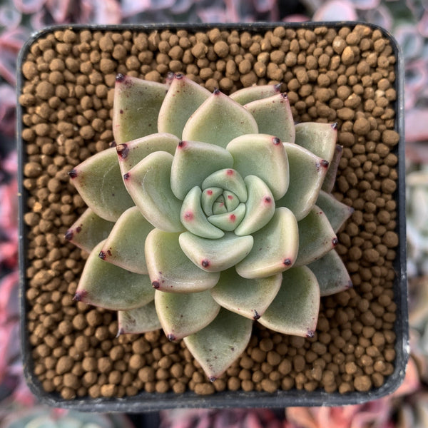 Echeveria Agavoides 'Primavera' 1"-2" Succulent Plant