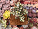 Cotyleydon Orbiculata Var. 'Hoppi' Variegated 3" Cluster Succulent Plant