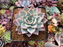 Echeveria 'Anchez Mejoradae' 2"-3" Seed-grown Succulent Plant