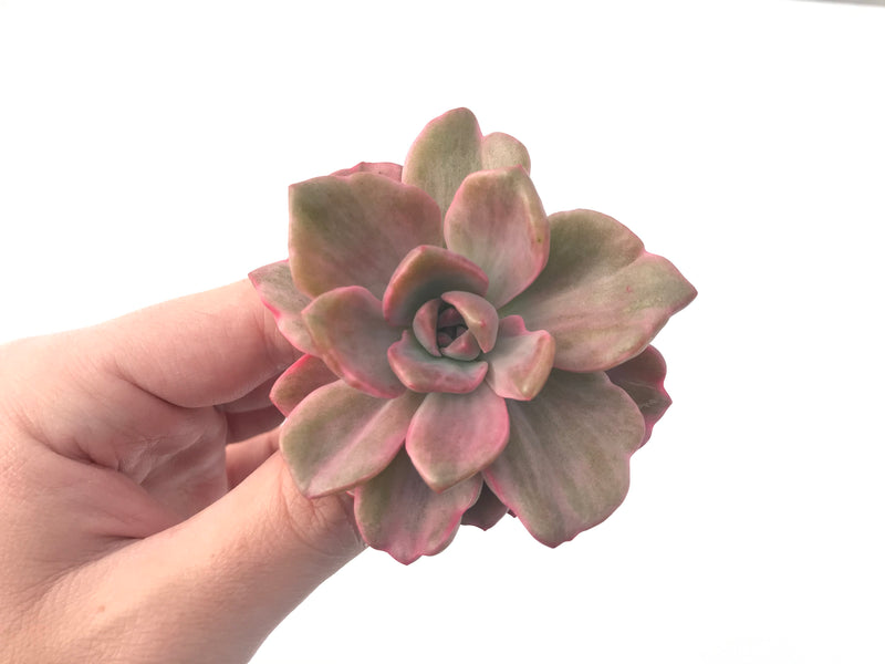 Graptoveria 'Mrs Richards' Variegated 3" Succulent Plant