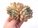 Echeveria ‘Suryeon’ Cluster 5” Rare Succulent Plant