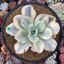 Echeveria 'Japan Moon River' Variegated 3"-4" Succulent Plant