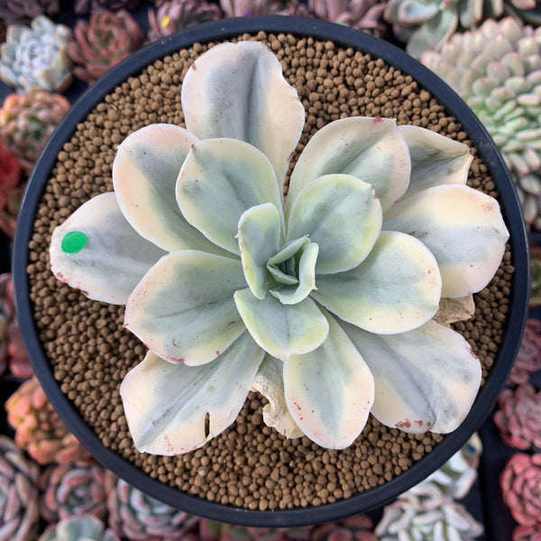 Echeveria 'Japan Moon River' Variegated 3"-4" Succulent Plant