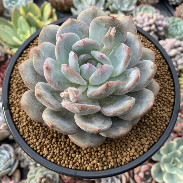 Echeveria 'Orange Monroe' 4”-5" Powdery Succulent Plant