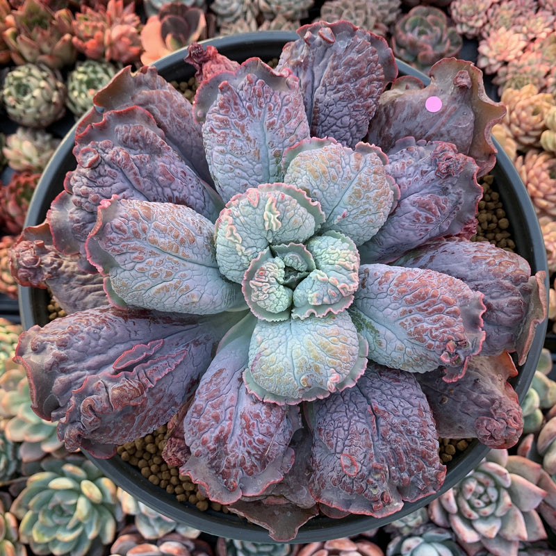 Echeveria 'Linguas' 8" Extremely Large Succulent Plant