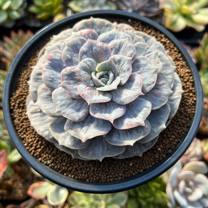 Echeveria 'Lilacina' Marble Variegated 4" Succulent Plant