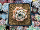 Echeveria 'Anna' 2" Succulent Plant