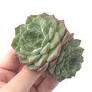 Echeveria 'Helena' Hybrid 2"-3" Powdery Succulent Plant