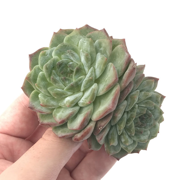 Echeveria 'Helena' Hybrid 2"-3" Powdery Succulent Plant