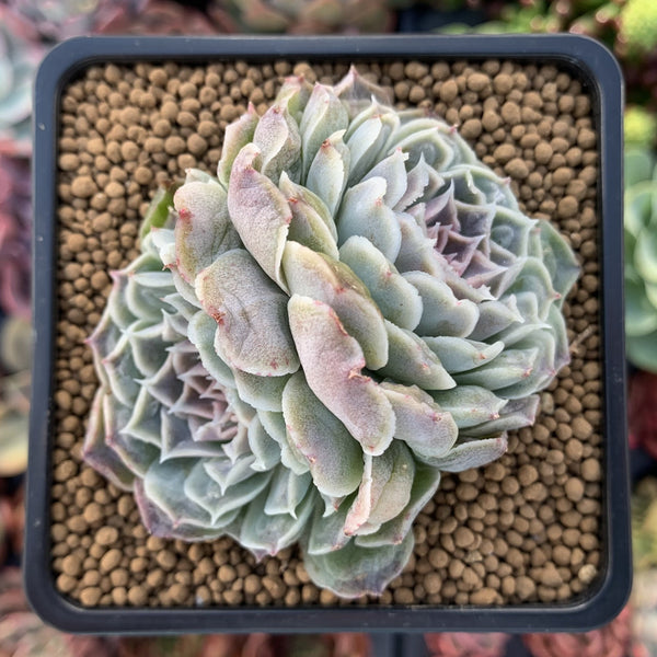 Echeveria 'Hearts Choice' 3" Double-Headed Cluster Succulent Plant