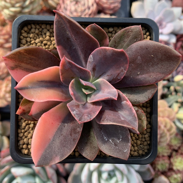 Echeveria 'Hanaikada' Variegated 3" Succulent Plant