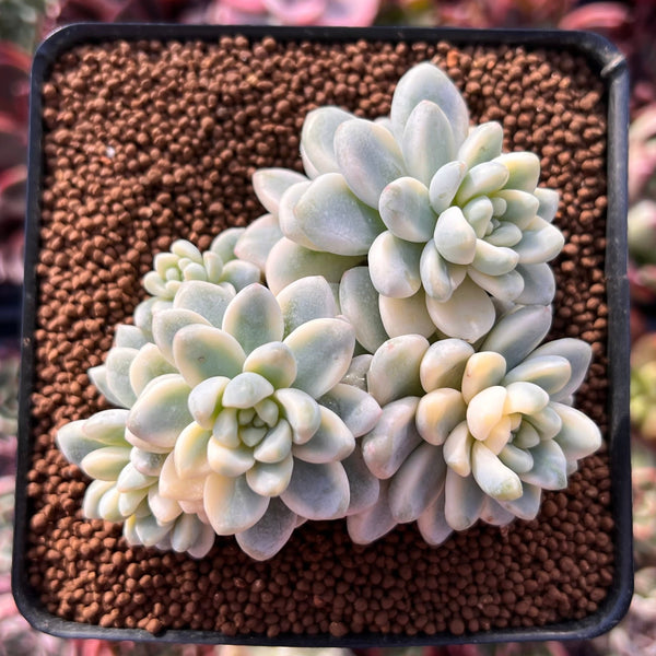 Sedum 'Clavatum' Variegated 2"-3" Cluster Succulent Plant