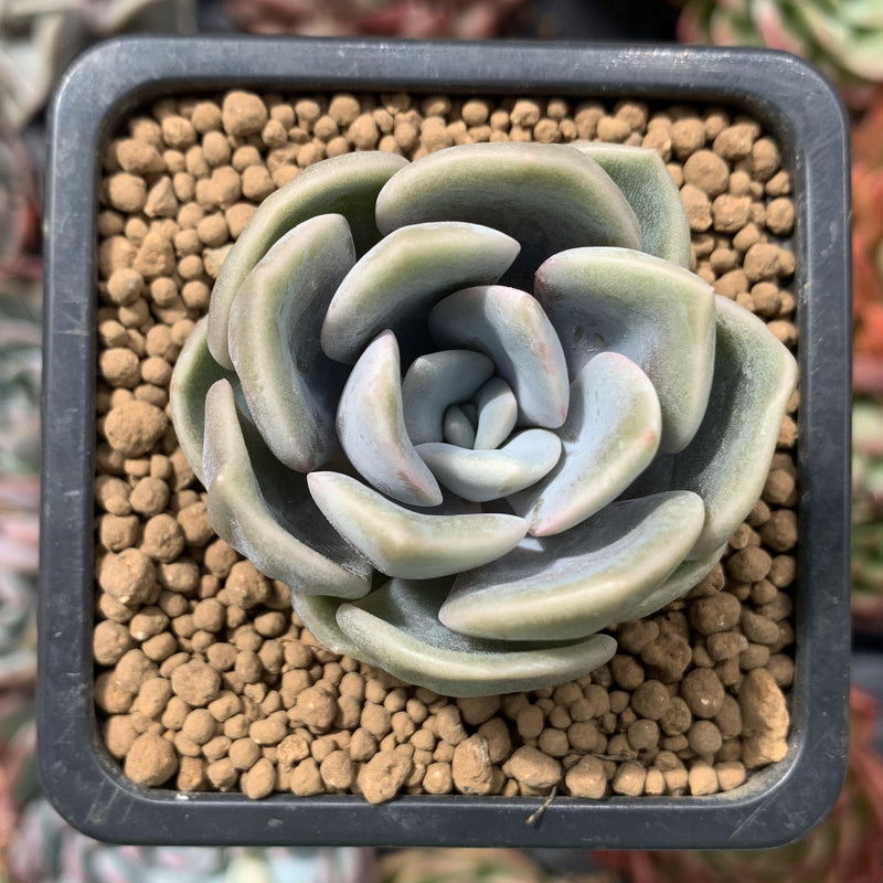 Graptoveria 'Happy Day' 1"-2" Succulent Plant