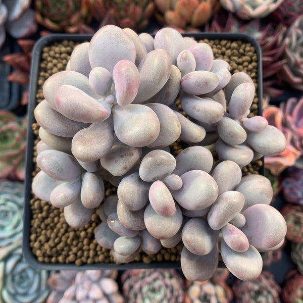 Graptopetalum 'Amethystinum' Cluster 4"-5" Succulent Plant