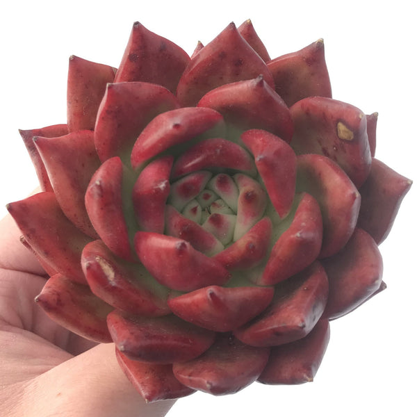 Echeveria Agavoides 'Frank Reinelt' Superclone 4" Succulent Plant