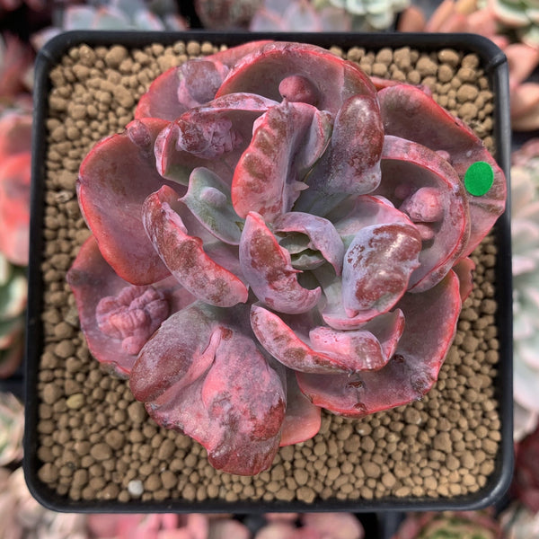 Echeveria 'Beyonce' Variegated 4" Succulent Plant