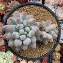 Pachyphytum 'Deokman' 4"-5" Powdery Succulent Plant