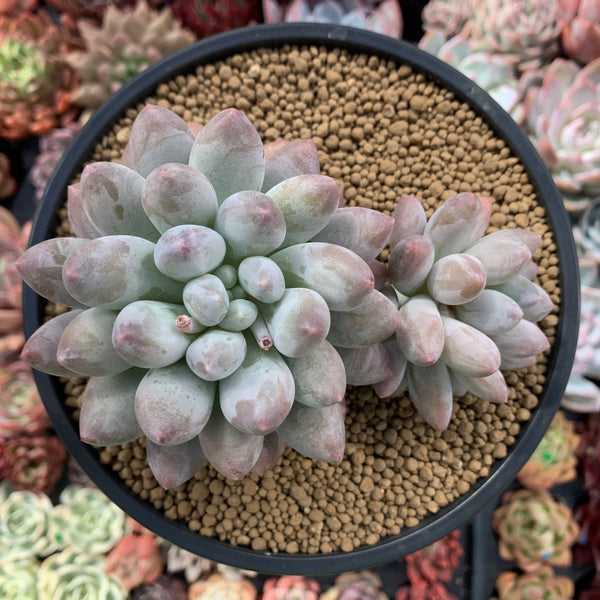 Pachyphytum 'Deokman' 4"-5" Powdery Succulent Plant