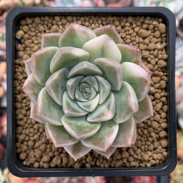 Echeveria 'Anna' Variegated 2" Succulent Plant