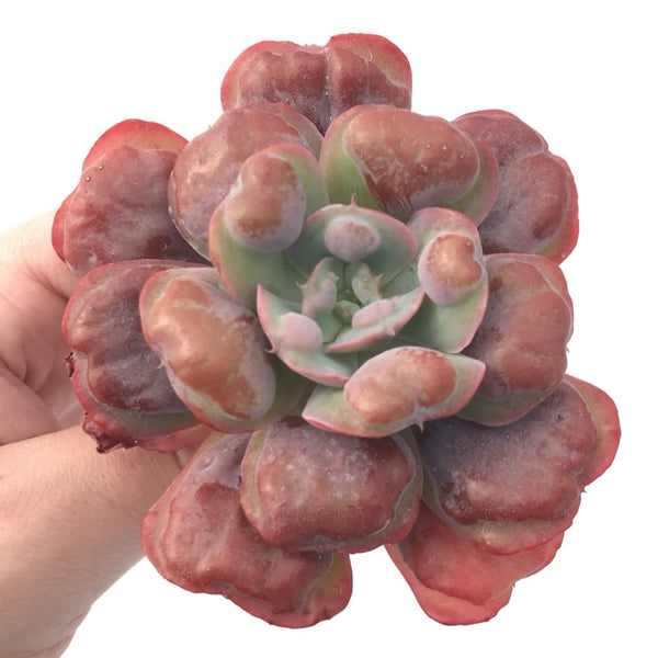 Echeveria 'Hearts Delight’ Large 4” Rare Succulent Plant