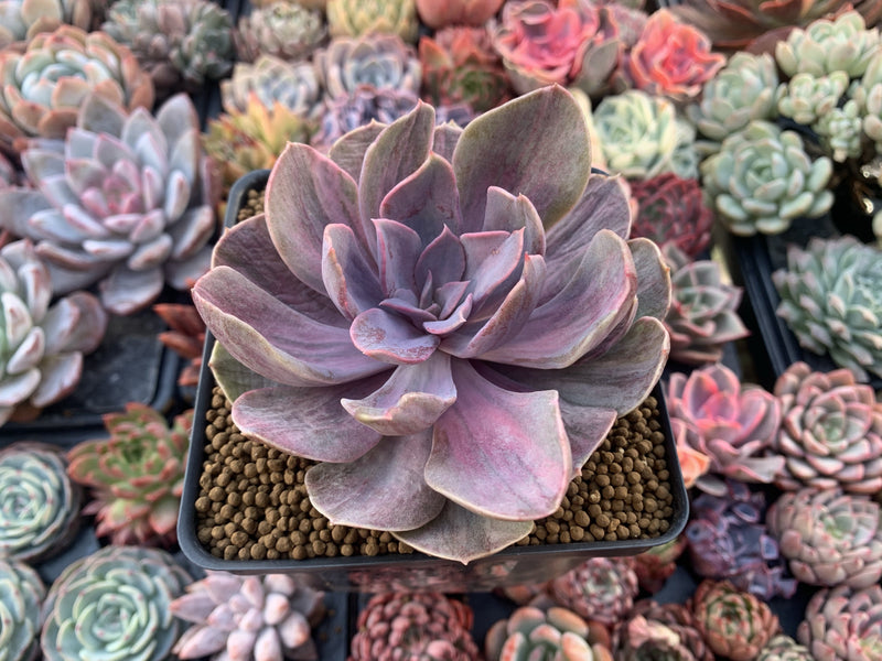 Echeveria 'Perle von Nurnberg' Variegated 5" Succulent Plant