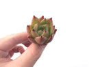 Echeveria Agavoides 'Illina' New Hybrid Small 1" Succulent Plant