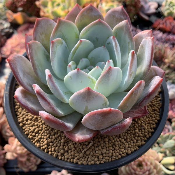 Echeveria 'Ivory' 7"-8" Extra Large Powdery Succulent Plant