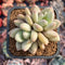 Pachyphytum 'Valentine' 2" Succulent Plant