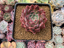 Echeveria 'Cortes' 3" Succulent Plant