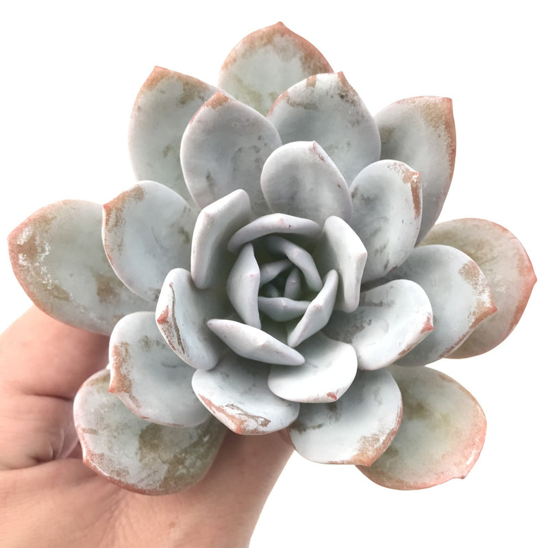 Echeveria 'Laui’ 3"-4" Powdery Succulent Plant