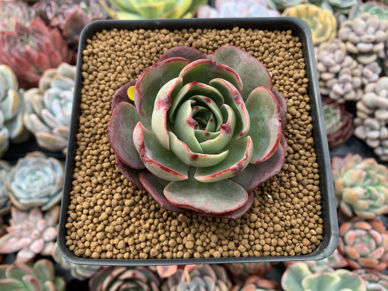 Echeveria Agavoides 'Pink Flora' 2"-3" Succulent Plant