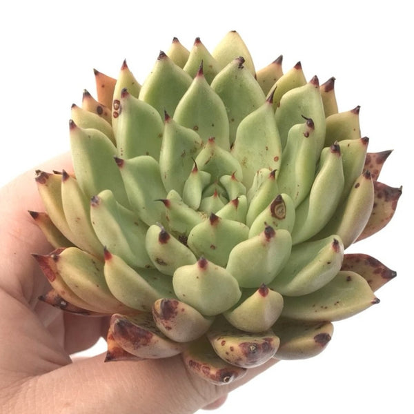 Echeveria 'Black Tip' 3" Rare Succulent Plant