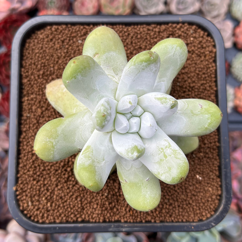 Dudleya Pachyphytum 4" Succulent Plant