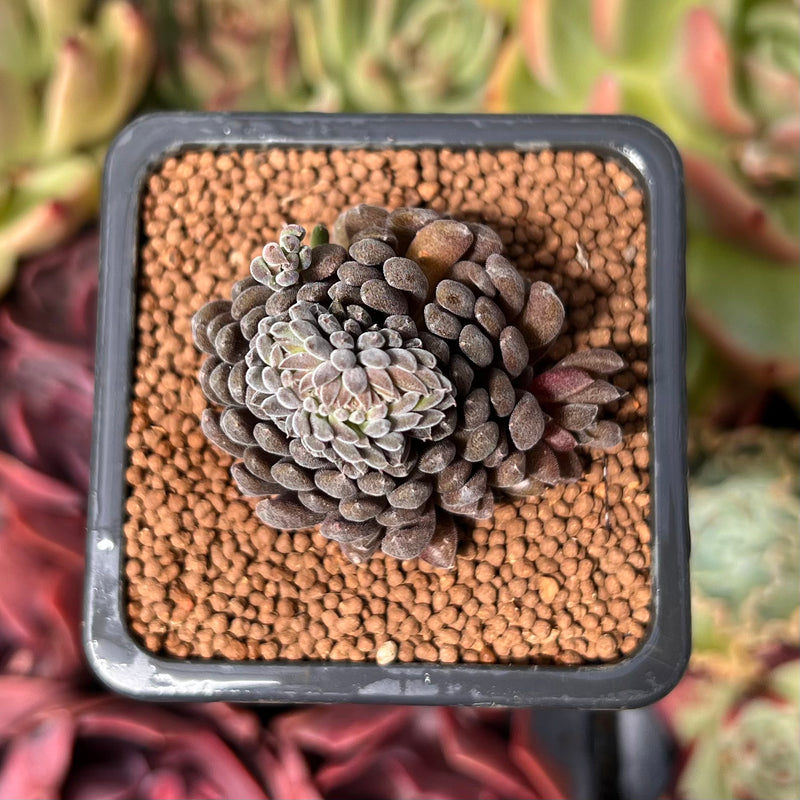 Sinocrassula Yunnanensis 1" Succulent Plant