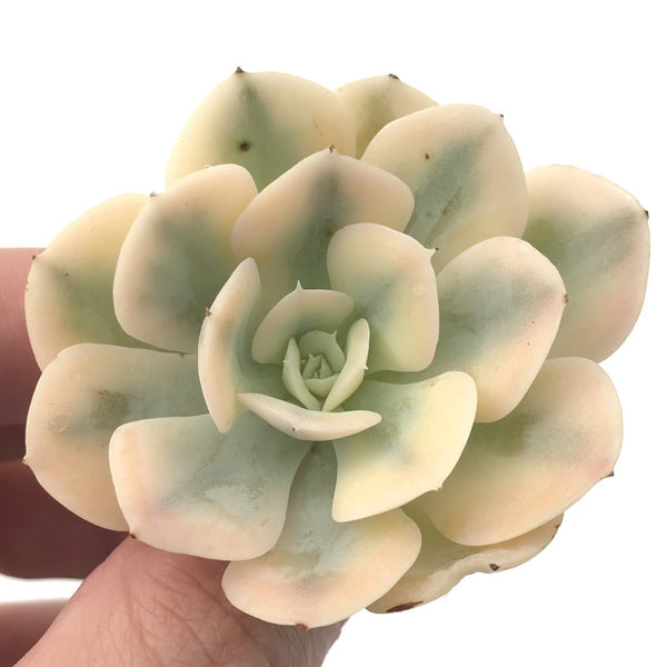 Echeveria Runyonii Variegated (Aka Echeveria 'Akaihosi' Variegated) 2" Succulent Plant