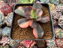 Echeveria 'Primadonna' Variegated 3" Succulent Plant