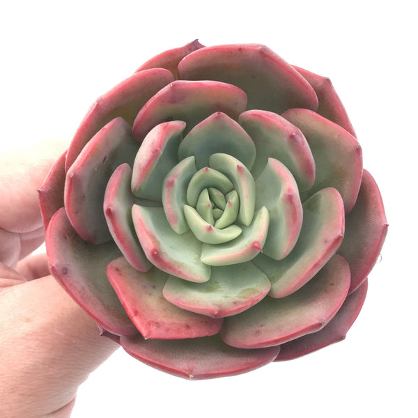 Echeveria ‘Patrisia’ 4” Rare Succulent Plant