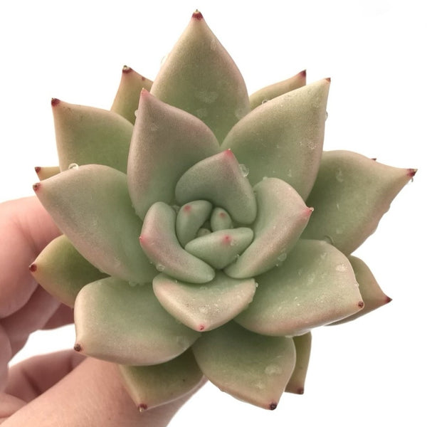 Echeveria Agavoides 'Lydia' 2"-3" Rare Succulent Plant