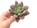 Echeveria 'Valentine' 2"-3" Rare Succulent Plant