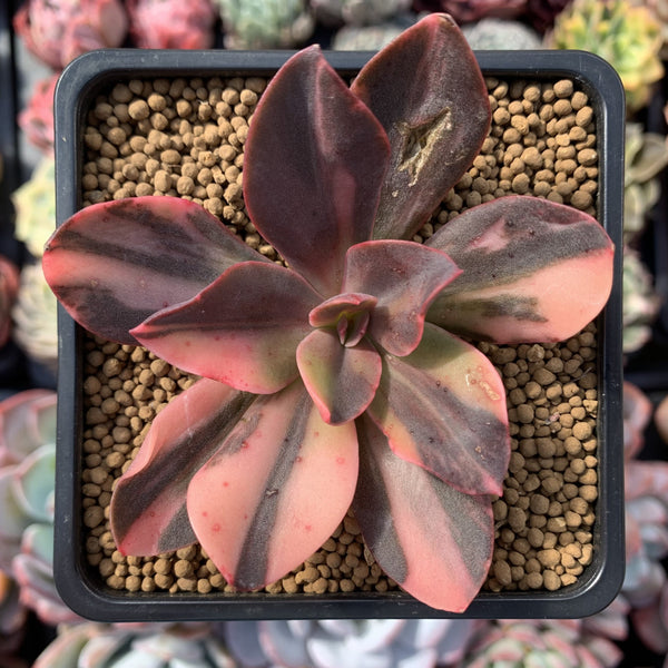 Echeveria 'Hanaikada' Variegated 3" Succulent Plant