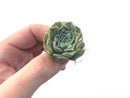 Echeveria 'Hearts Choice' 1" Small Succulent Plant